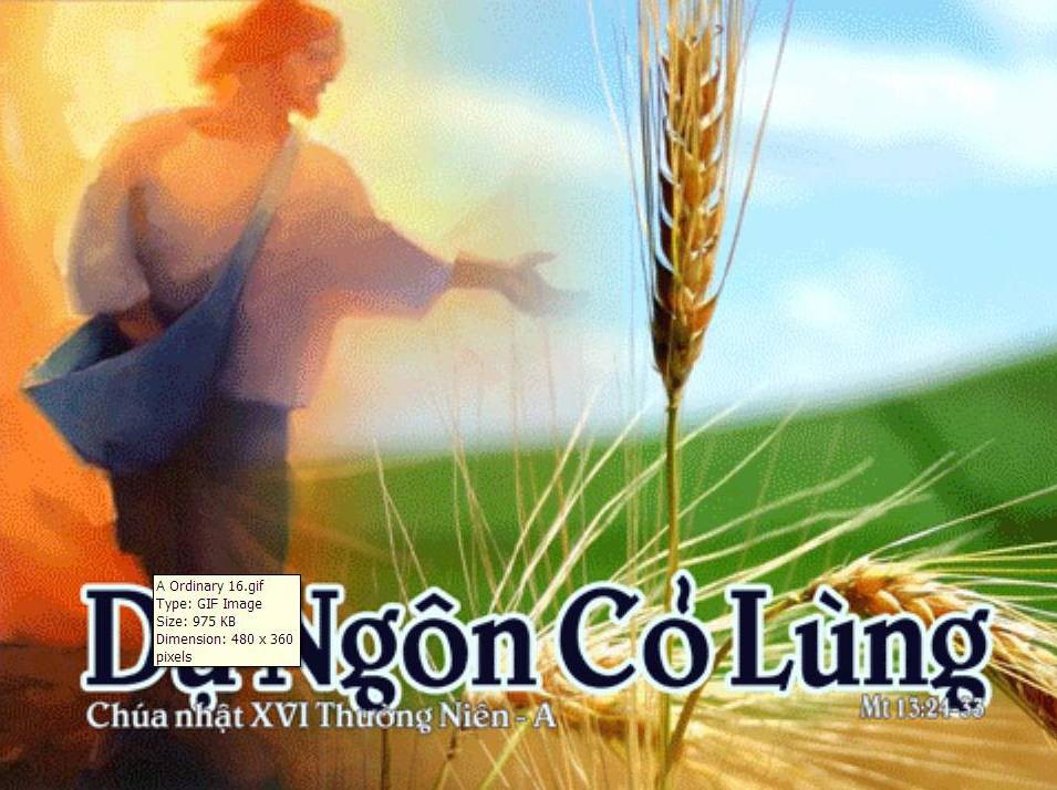 Bài đọc Chúa nhật XVI Thường niên - Năm A